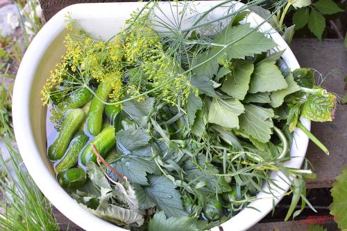 Как использовать овощи и фрукты с максимальной пользой и минимальными затратами. Время урожая. Что можно сделать с собранными ягодами, фруктами и овощами