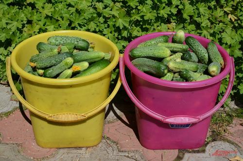 Как использовать овощи и фрукты с максимальной пользой и минимальными затратами. Время урожая. Что можно сделать с собранными ягодами, фруктами и овощами