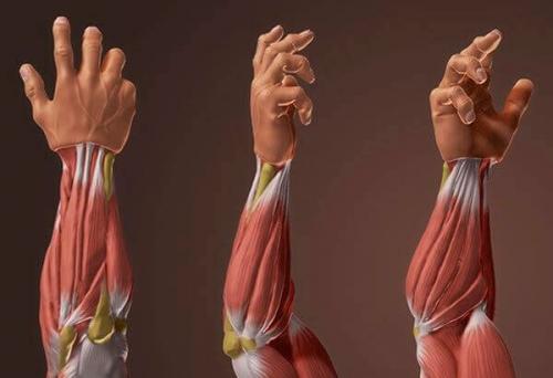 Как оценить результаты тренировок предплечий без использования весовых нагрузок.