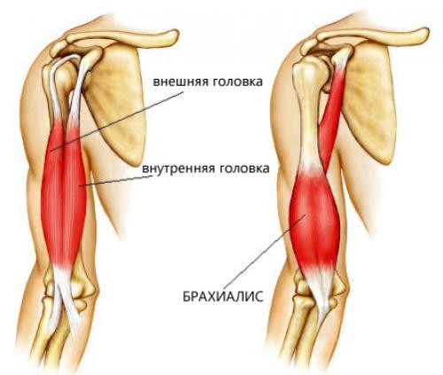 Какой режим питания поможет ускорить рост бицепса при тренировках с гантелями.