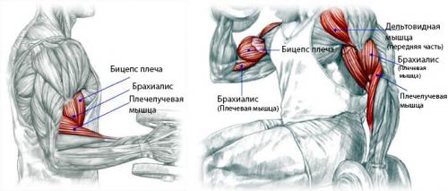 Какой режим питания поможет ускорить рост бицепса при тренировках с гантелями.