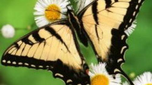 Почему важно начать с психологической подготовки перед похудением 02