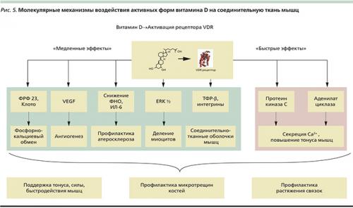 Нужно ли принимать витамин D спортсменам. Нужно ли назначать витамин D детям и подросткам для достижения неординарных спортивных результатов?
